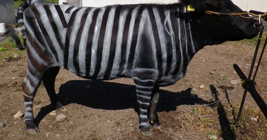 Zebra-Striped Cows Study Wins Ig Nobel